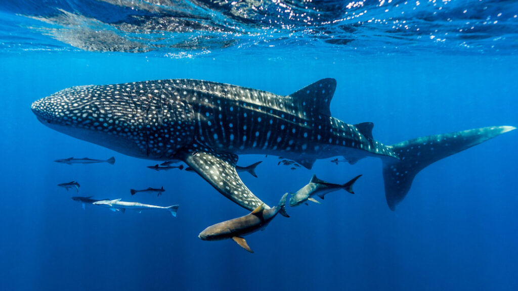 Le Plus Gros Poisson Du Monde Est Tr S Myst Rieux Et En Voie De Disparition