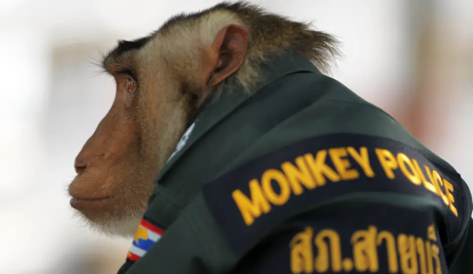 Monkey Police