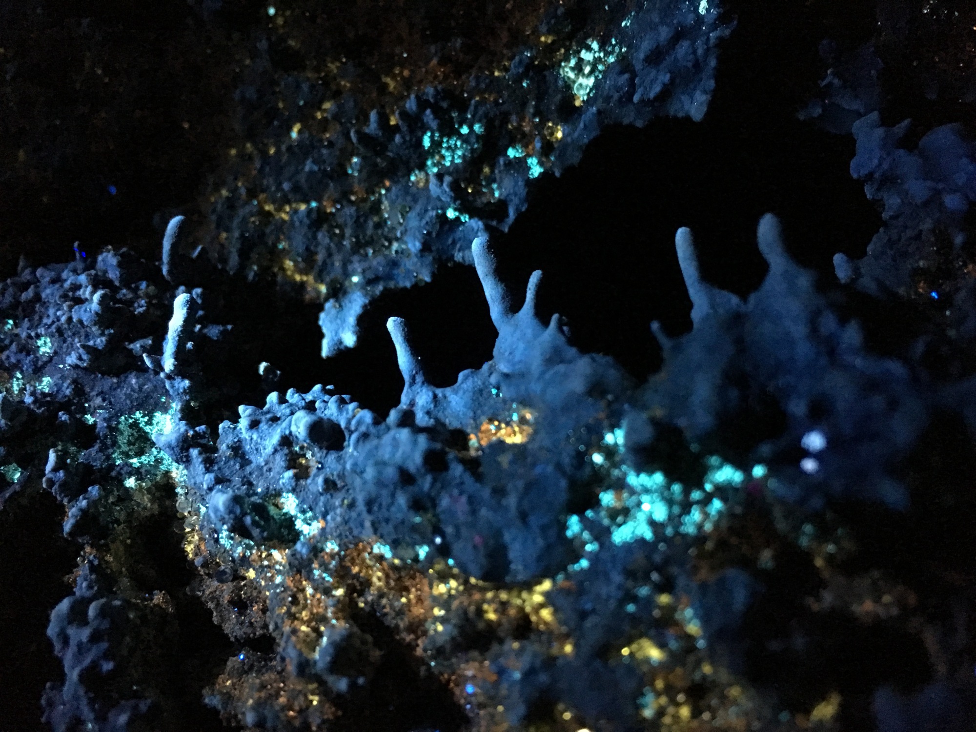 Lumière fluorescente brillante sur les microbes vivant dans les cavernes