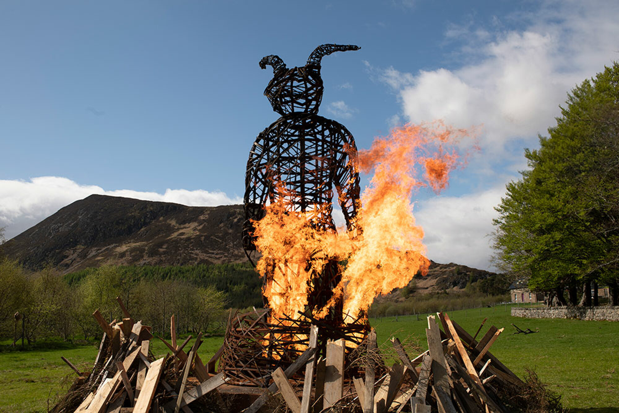 Une structure en bois en forme de lapin géant brûle sur un feu de joie à l'extérieur.