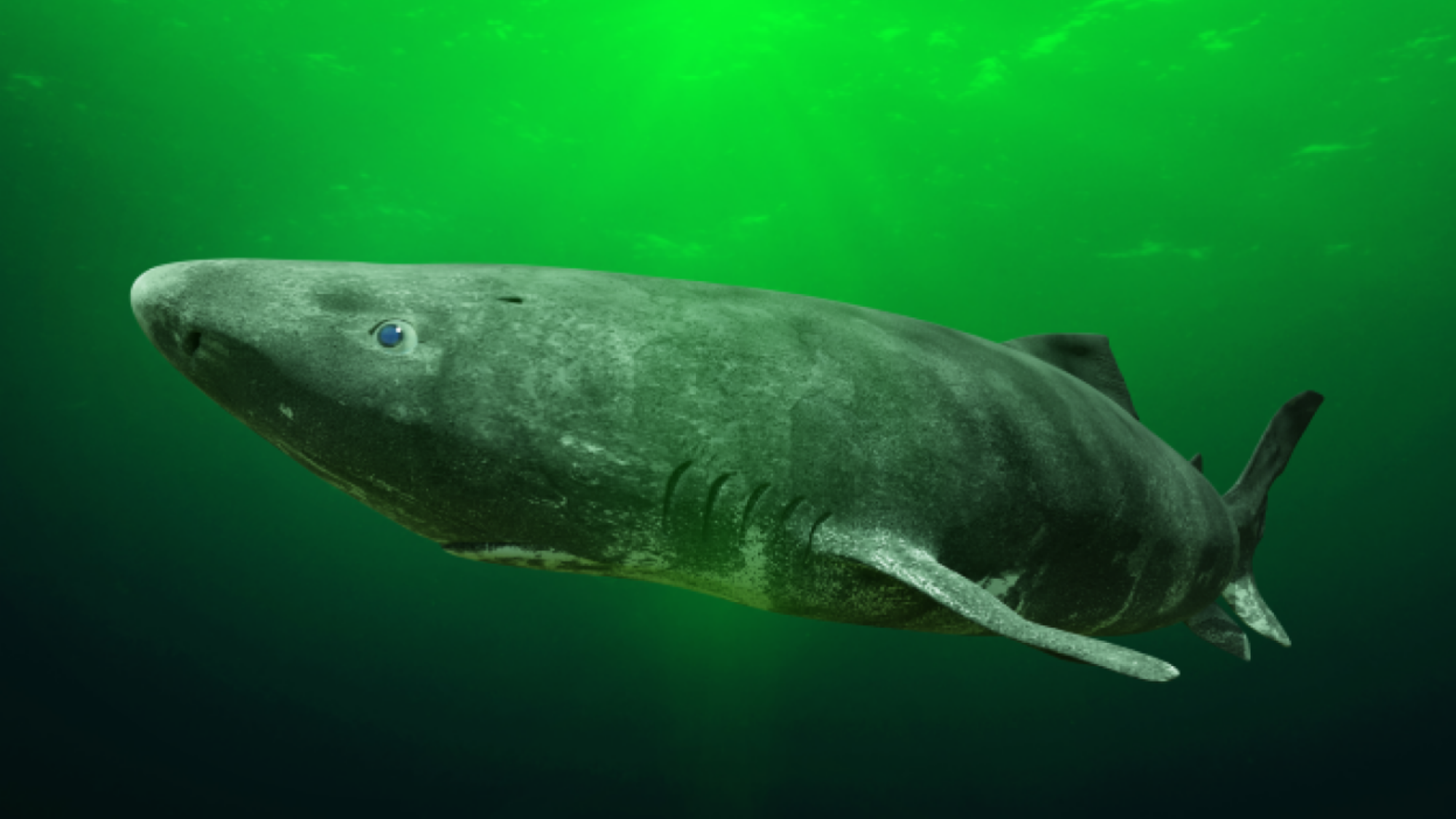 Un requin du Groenland nageant dans l'océan.