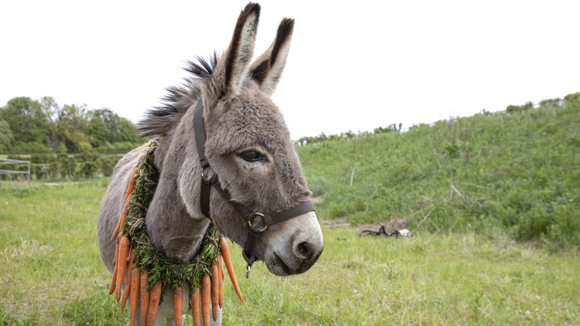 Un âne se tient dans un champ avec une couronne de carottes autour du cou.