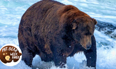 L'incroyable champion de la Fat Bear Week est bien plus que le plus gros ours