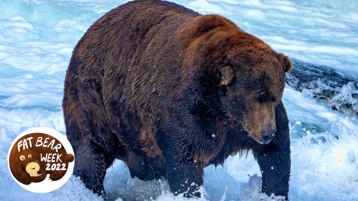 L'incroyable champion de la Fat Bear Week est bien plus que le plus gros ours