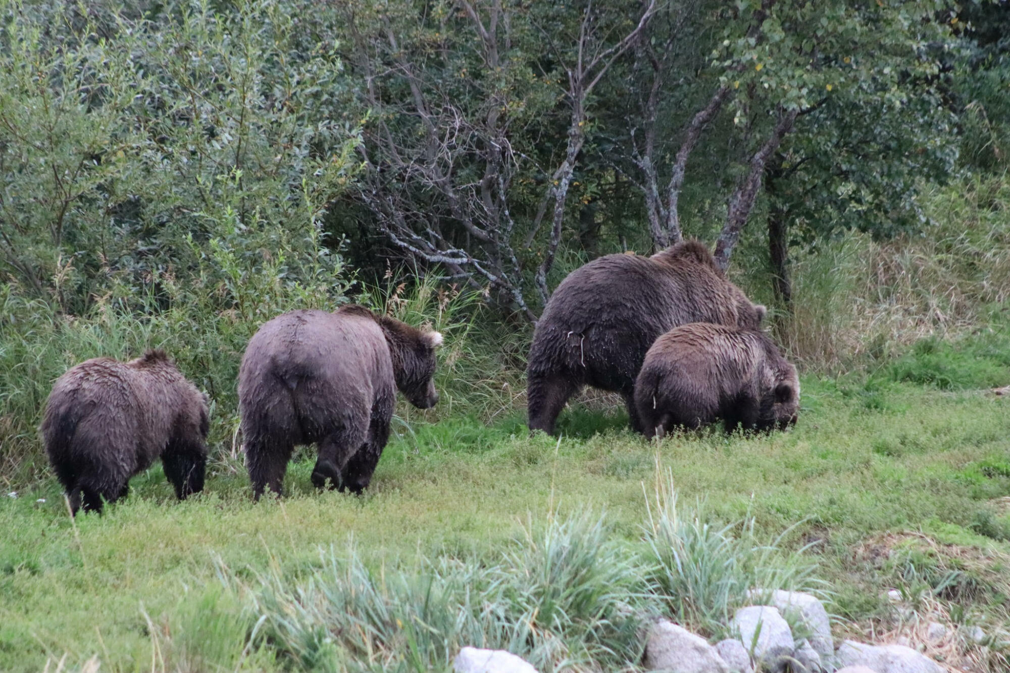 quatre ours marchant le long d'une berge