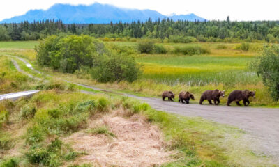 Les gardes du parc ont vu quelque chose d'inédit dans les gros ours de cette année