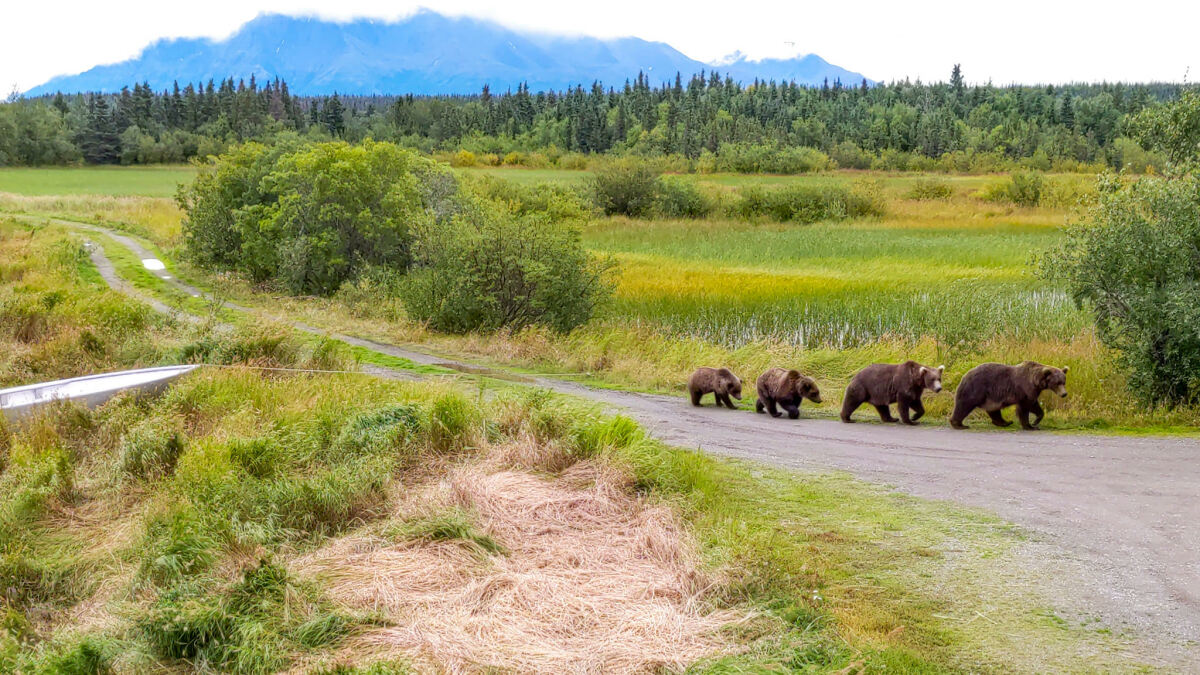 Les gardes du parc ont vu quelque chose d'inédit dans les gros ours de cette année