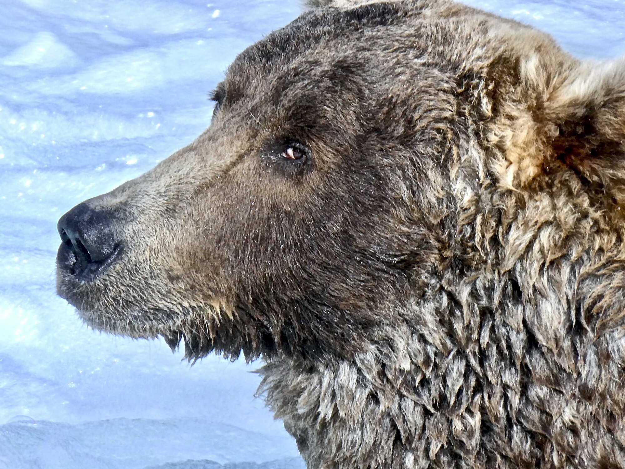 un ours dans une rivière