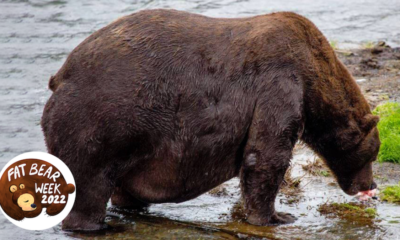 La Fat Bear Week est de retour et c'est la meilleure à ce jour