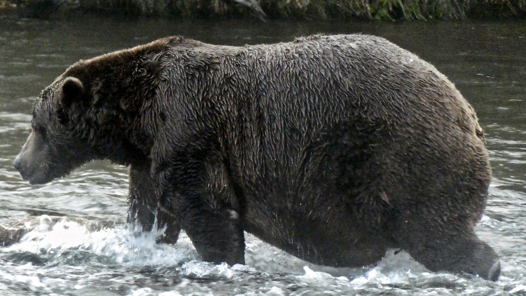 un gros ours pêchant dans une rivière de l'Alaska