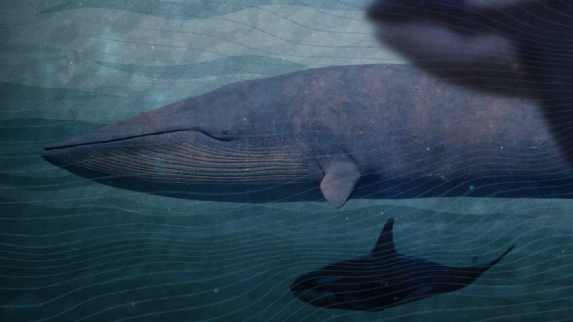 Un collage d'une baleine bleue nageant dans l'océan, flanquée de deux orques.