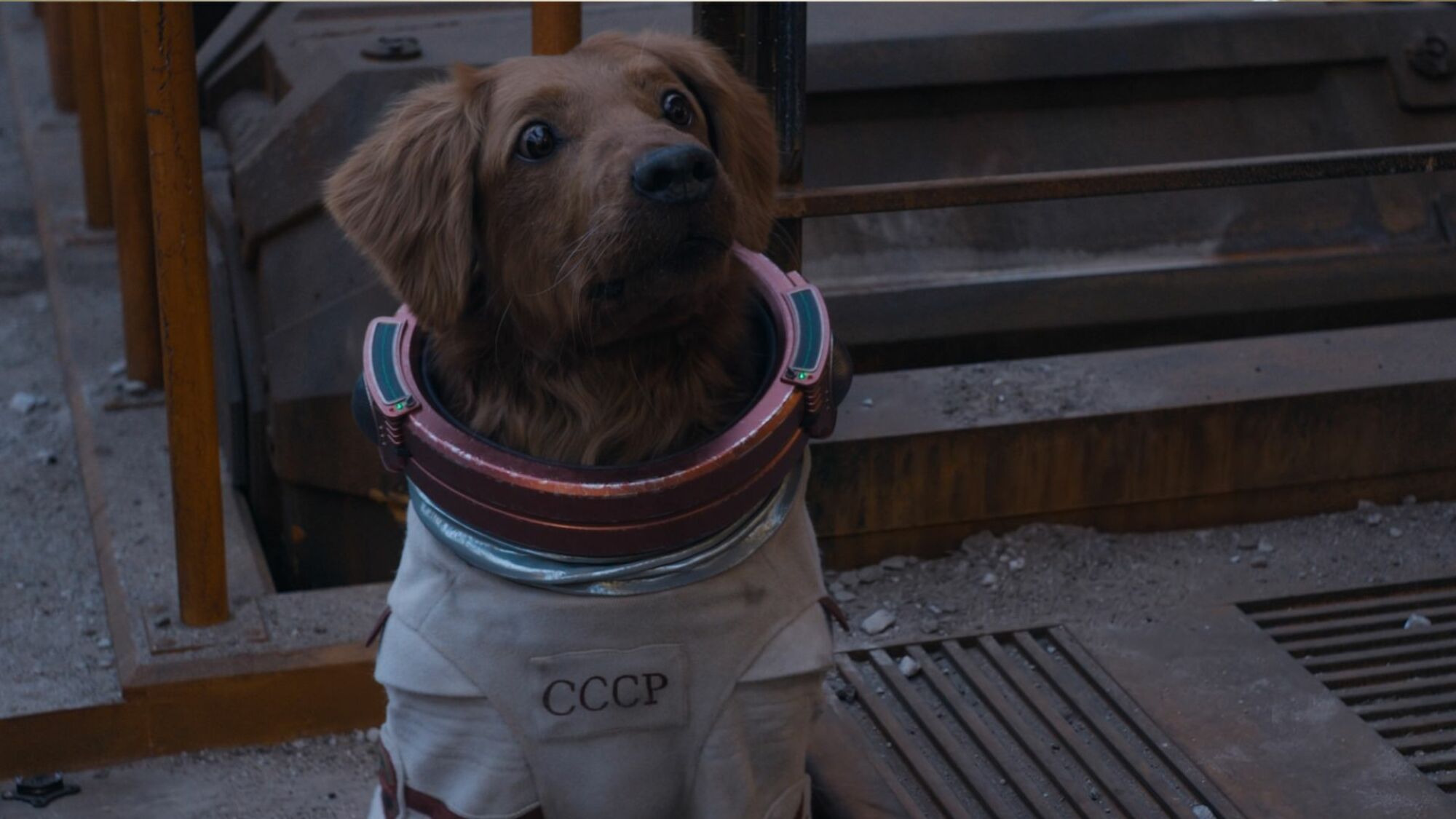 Chien dans une combinaison spatiale 