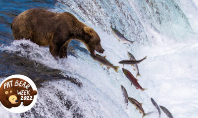 Combien de poissons mangent les gros ours ?