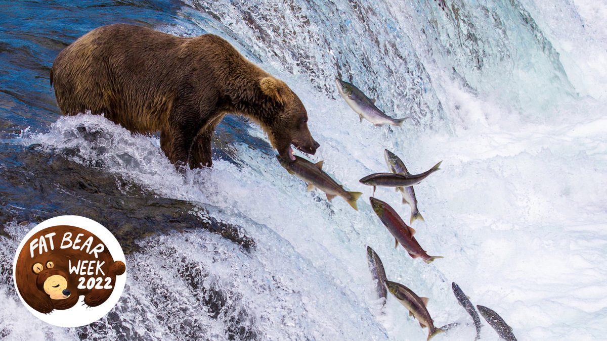 Combien de poissons mangent les gros ours ?