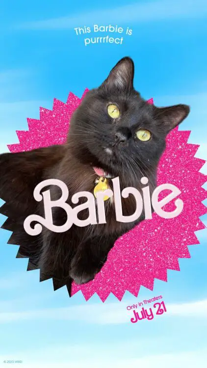 Un chat noir au milieu du logo Barbie.
