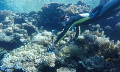Google veut que vous écoutiez les récifs coralliens.  Cela pourrait simplement aider à les restaurer.