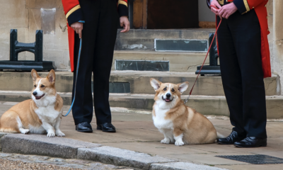 Les corgis royaux assistent au cortège funèbre de la reine