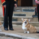 Les corgis royaux assistent au cortège funèbre de la reine