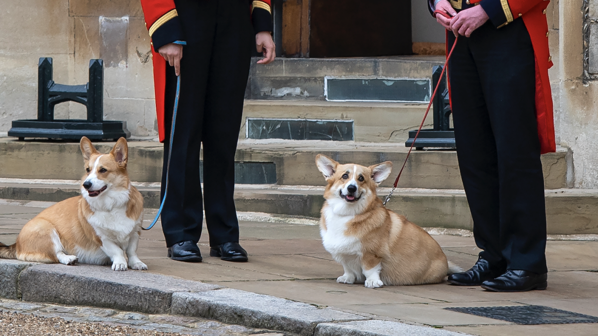 Les corgis royaux assistent au cortège funèbre de la reine