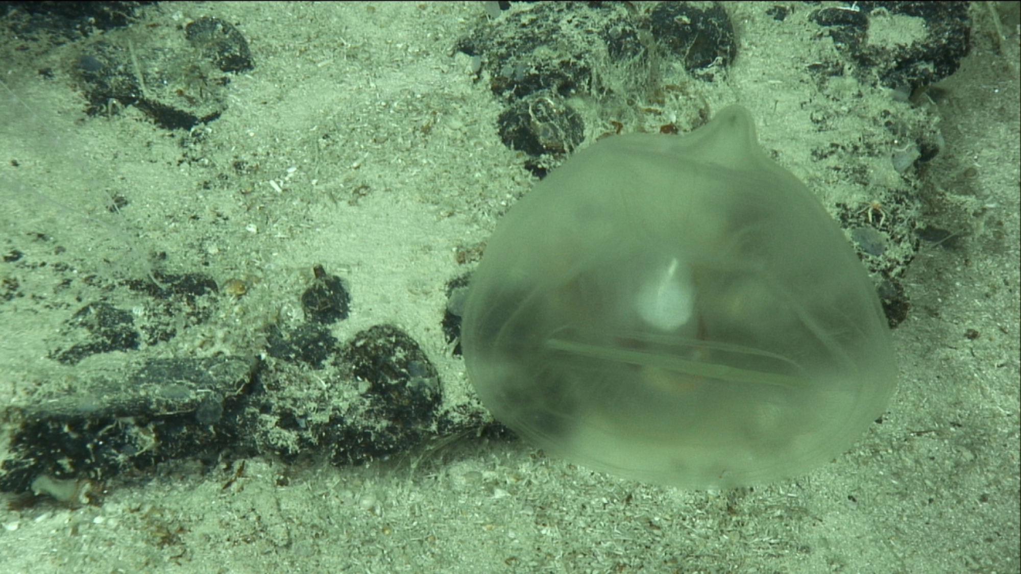 un organisme océanique transparent nageant au-dessus du fond de l'océan