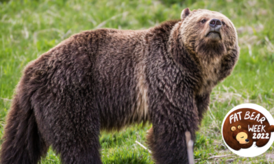 Les gros ours sentent le monde d'une manière extraordinaire