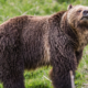 Les gros ours sentent le monde d'une manière extraordinaire