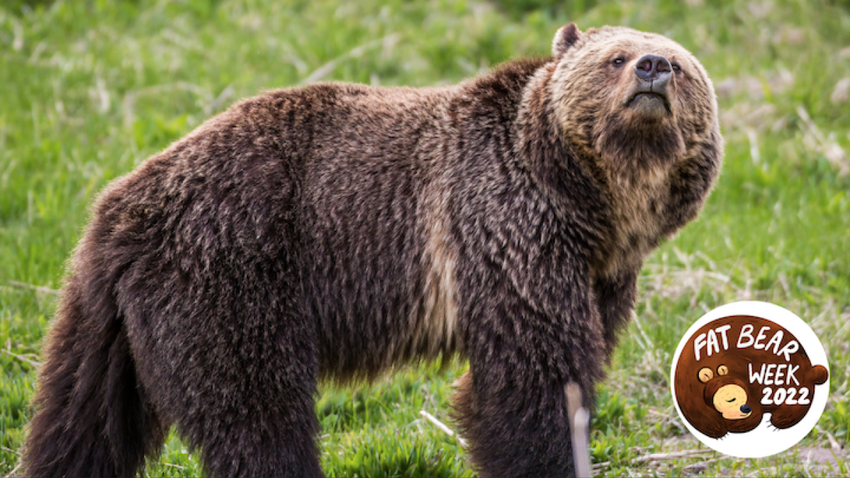 Les gros ours sentent le monde d'une manière extraordinaire