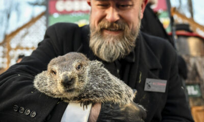 Punxsutawney Phil est terrible aux prévisions météorologiques du jour de la marmotte