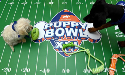 Puppy Bowl 2023 : Toutes les meilleures réactions au jeu qui bat tous les records