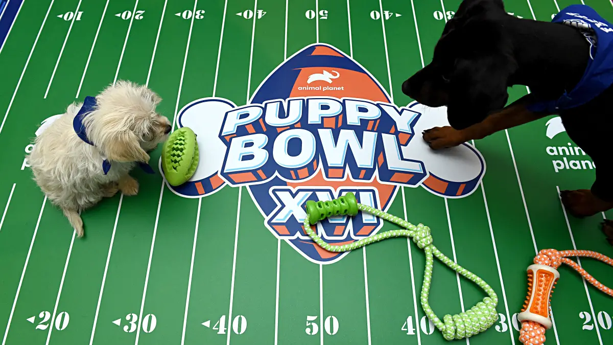 Puppy Bowl 2023 : Toutes les meilleures réactions au jeu qui bat tous les records
