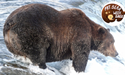 Qu'est-ce que la semaine Fat Bear?