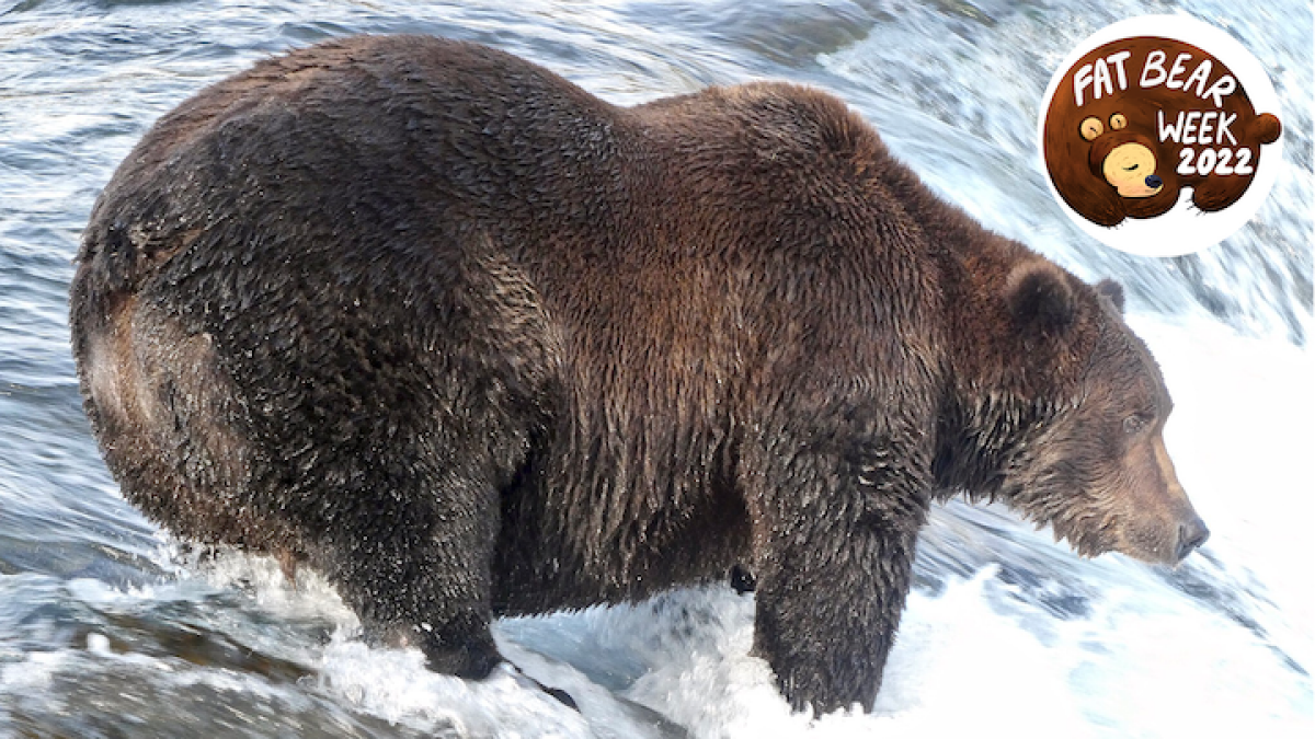 Qu'est-ce que la semaine Fat Bear?