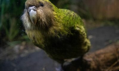 Un gros perroquet incapable de voler n'a pas participé au vote de l'oiseau de l'année en Nouvelle-Zélande parce qu'il est trop populaire
