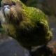 Un gros perroquet incapable de voler n'a pas participé au vote de l'oiseau de l'année en Nouvelle-Zélande parce qu'il est trop populaire