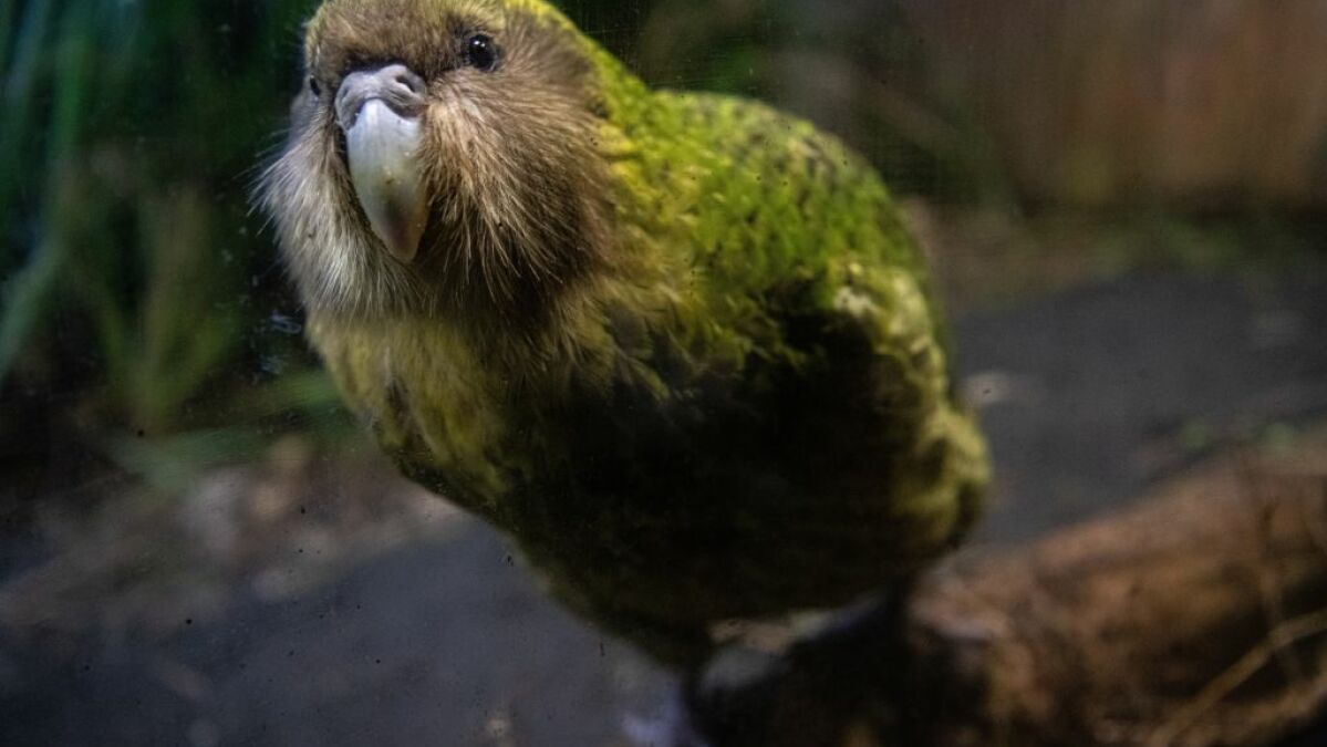 Un gros perroquet incapable de voler n'a pas participé au vote de l'oiseau de l'année en Nouvelle-Zélande parce qu'il est trop populaire