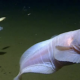 Une créature étonnante trouvée à 27 000 pieds sous la mer.  Voici comment il survit.