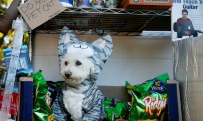 Voici d'adorables chiens en costumes d'Halloween