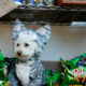 Voici d'adorables chiens en costumes d'Halloween