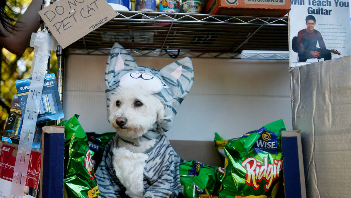 Voici d'adorables chiens en costumes d'Halloween