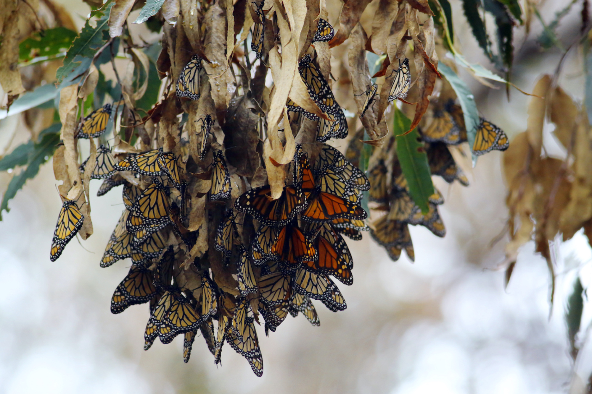 Un groupe de papillons monarques hivernants