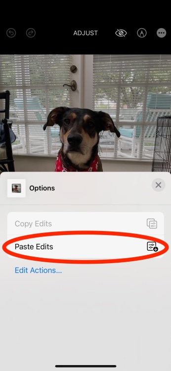 Capture d'écran iPhone de la deuxième photo de chien avec la possibilité de coller les modifications appliquées à la première photo de chien