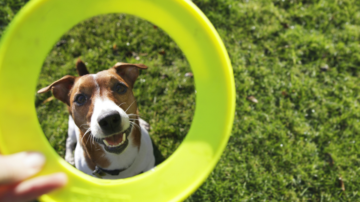 Les chiens sont plus intelligents que vous ne le pensez