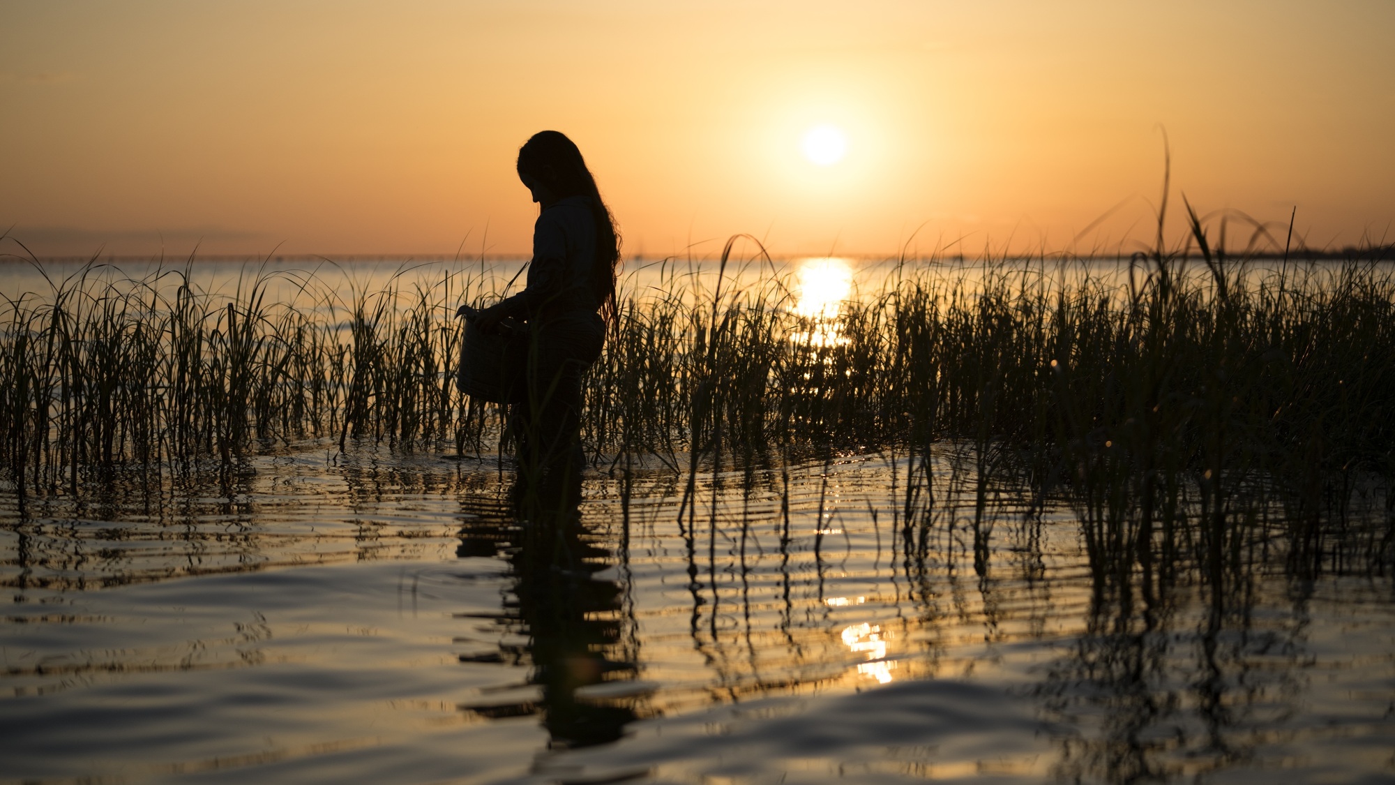 Une jeune fille tenant un panier se tient dans l'océan peu profond au lever du soleil, entouré d'herbe des marais.