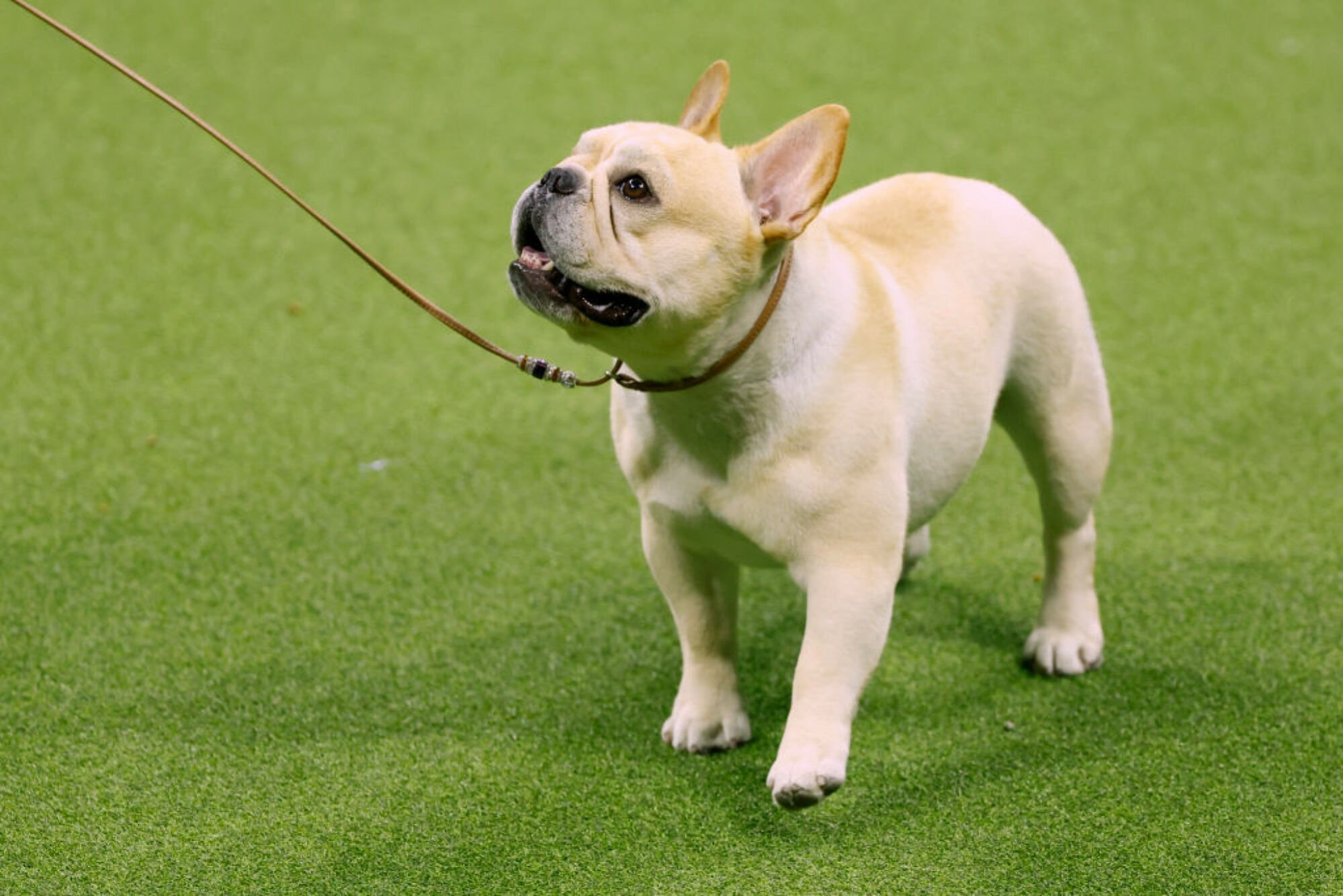 Winston, le bouledogue français, vainqueur du groupe non sportif, concourt pour le meilleur spectacle lors du 147e spectacle canin annuel du Westminster Kennel Club présenté par Purina Pro Plan au stade Arthur Ashe le 9 mai 2023 à New York. 