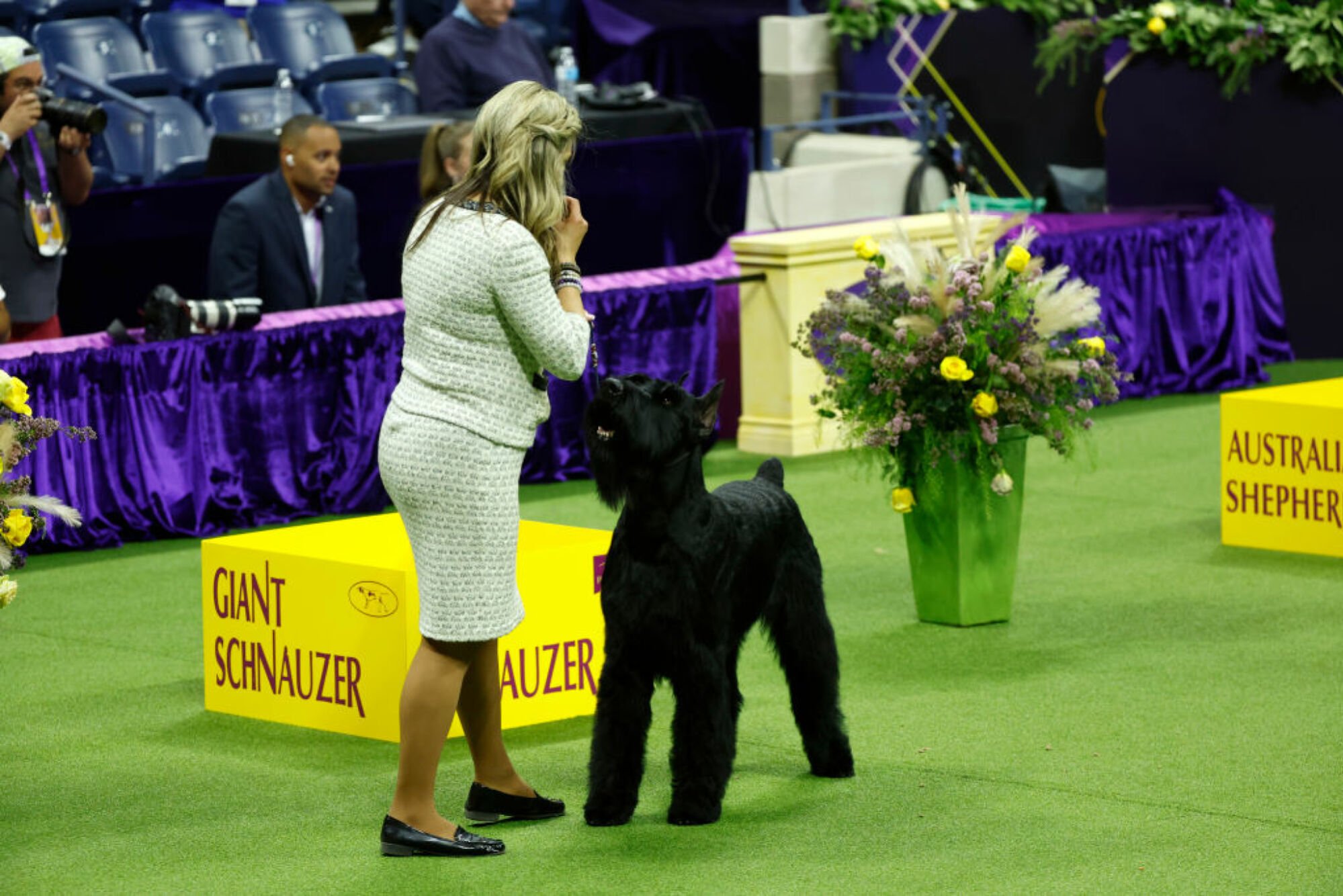 Monty, le Schnauzer Géant, vainqueur du groupe de travail, concourt pour le meilleur spectacle lors du 147e spectacle canin annuel du Westminster Kennel Club présenté par Purina Pro Plan au stade Arthur Ashe le 9 mai 2023 à New York. 