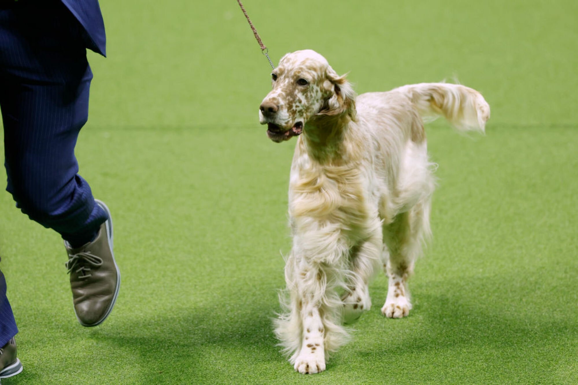 Cider the English Setter, vainqueur du Sporting Group, est en compétition pour Best in Show lors du 147e spectacle canin annuel du Westminster Kennel Club présenté par Purina Pro Plan au stade Arthur Ashe le 09 mai 2023 à New York.