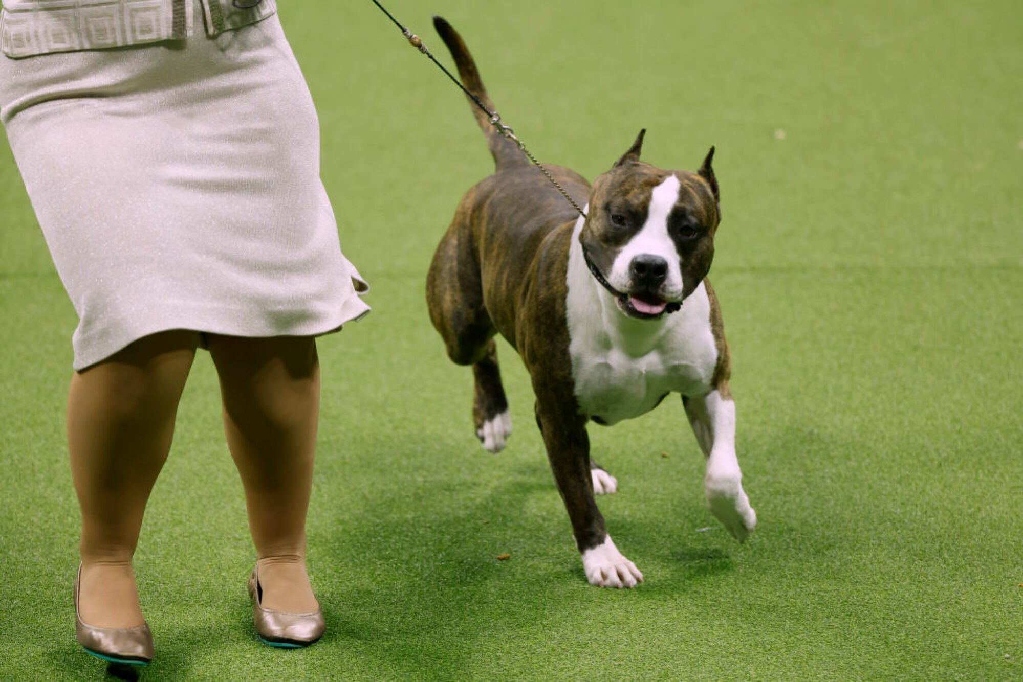 Trouble, l'American Staffordshire Terrier, vainqueur du groupe Terrier, est en compétition pour le meilleur spectacle lors du 147e spectacle canin annuel du Westminster Kennel Club présenté par Purina Pro Plan au stade Arthur Ashe le 9 mai 2023 à New York.