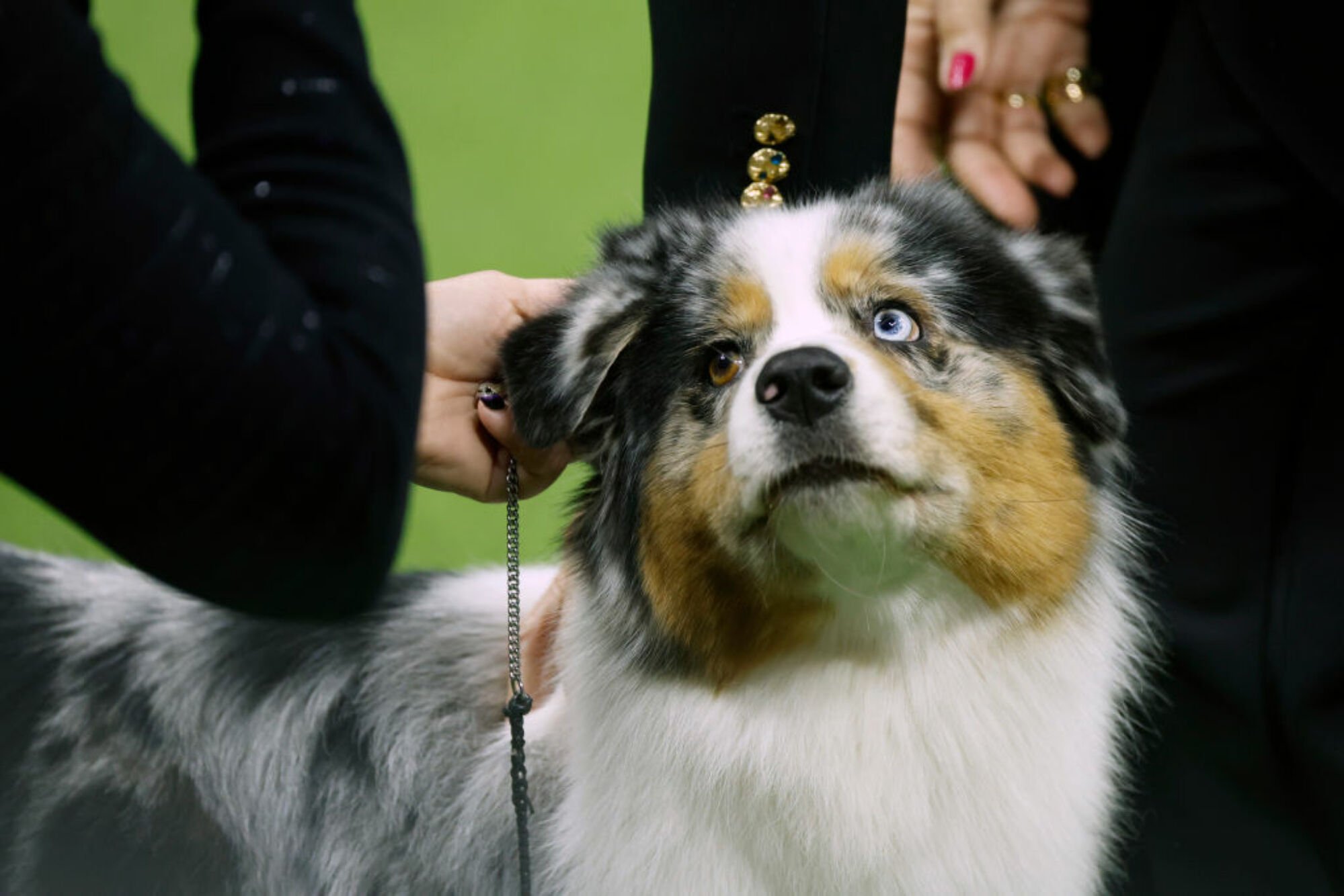 Ribbon, le berger australien, vainqueur du groupe Herding, est en compétition pour le meilleur de l'exposition lors du 147e spectacle canin annuel du Westminster Kennel Club présenté par Purina Pro Plan au stade Arthur Ashe le 9 mai 2023 à New York.