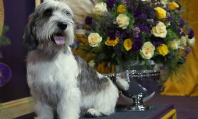 Ce petit gentleman distingué vient de remporter le Westminster Dog Show 2023