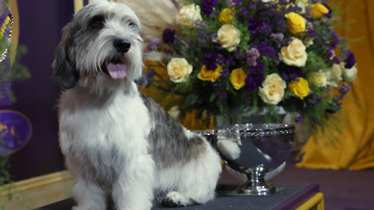 Ce petit gentleman distingué vient de remporter le Westminster Dog Show 2023